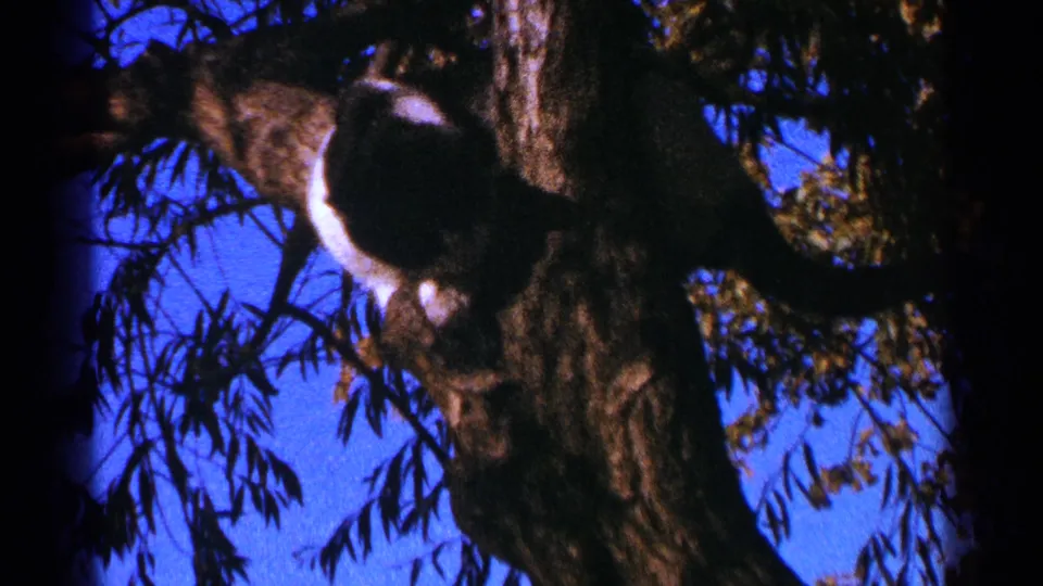 The cat shifts its body near the tree trunk, with white fur catching light against the saturated blue sky and foliage.