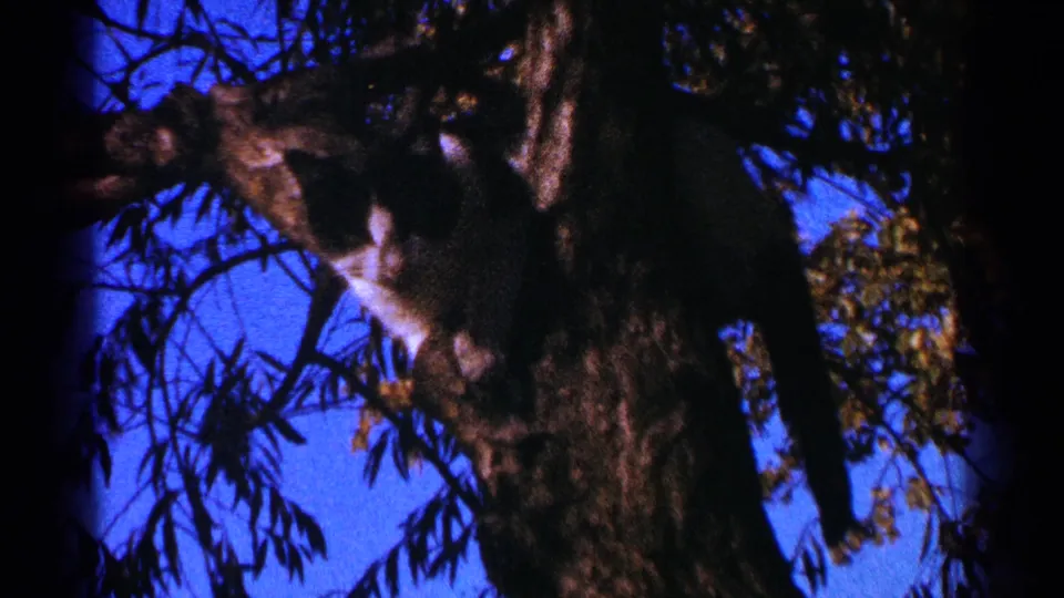 The cat crouches and appears to groom or lower its head while balanced on the branch in grainy color 8mm footage.