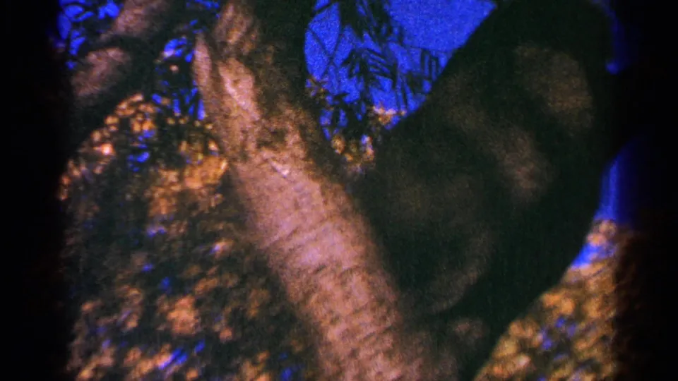 A blurred close view catches the cat beside the tree trunk, with bright blue sky and foliage behind the dark fur.