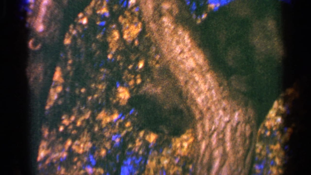 Dark cat partly hidden among tree limbs and leaves against patches of blue sky.