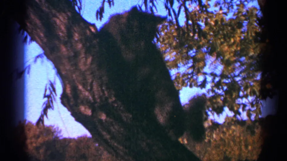 1964 Minnesota 8mm frame showing a dark cat climbing or edging along a thick tree trunk beneath leafy branches.