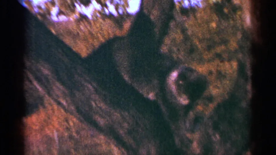 1964 Minnesota home-movie frame with a dark cat near a branch, surrounded by bark, leaves, and warm 8mm color shifts.
