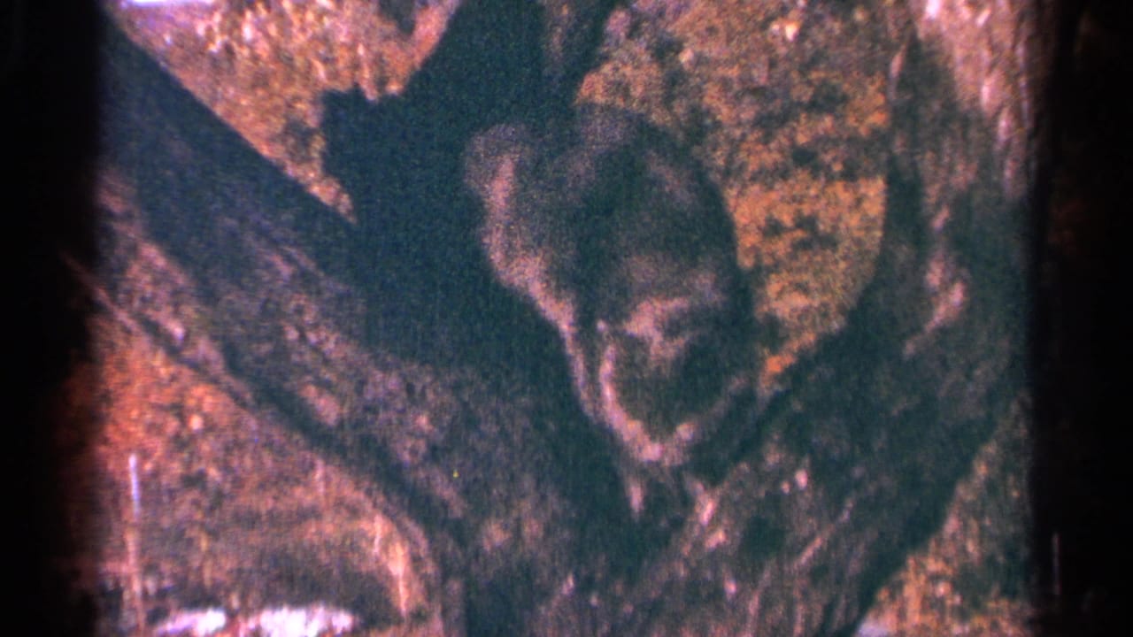 1964 Minnesota 8mm frame showing a small animal, possibly a raccoon or cat, against a dark textured tree trunk.