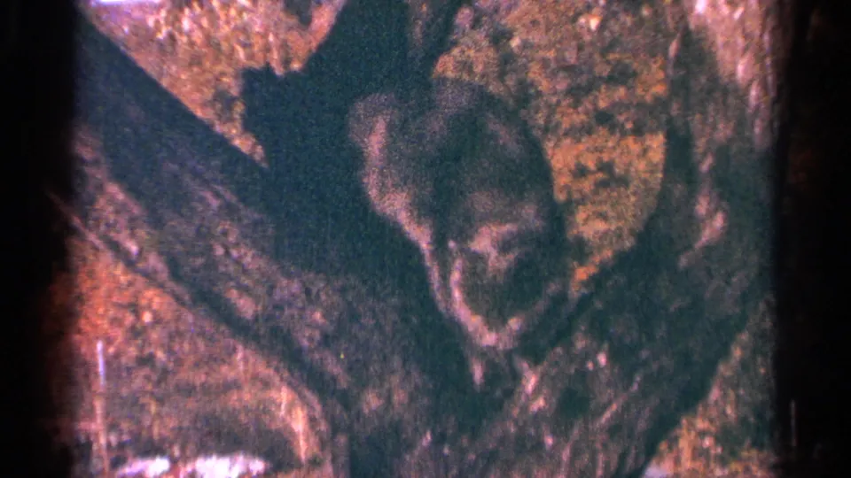 1964 Minnesota 8mm frame showing a small animal, possibly a raccoon or cat, against a dark textured tree trunk.