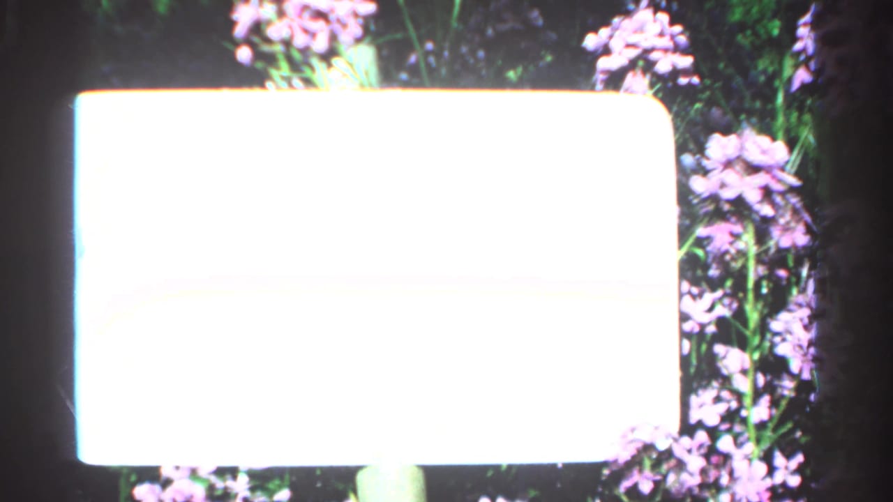 Overexposed white sign in front of purple flowers and green stems.
