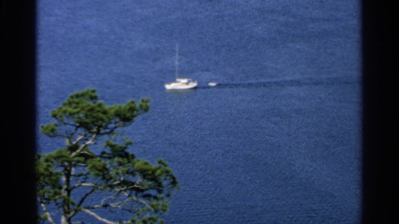 White sailboat moves across blue water beyond pine branches.