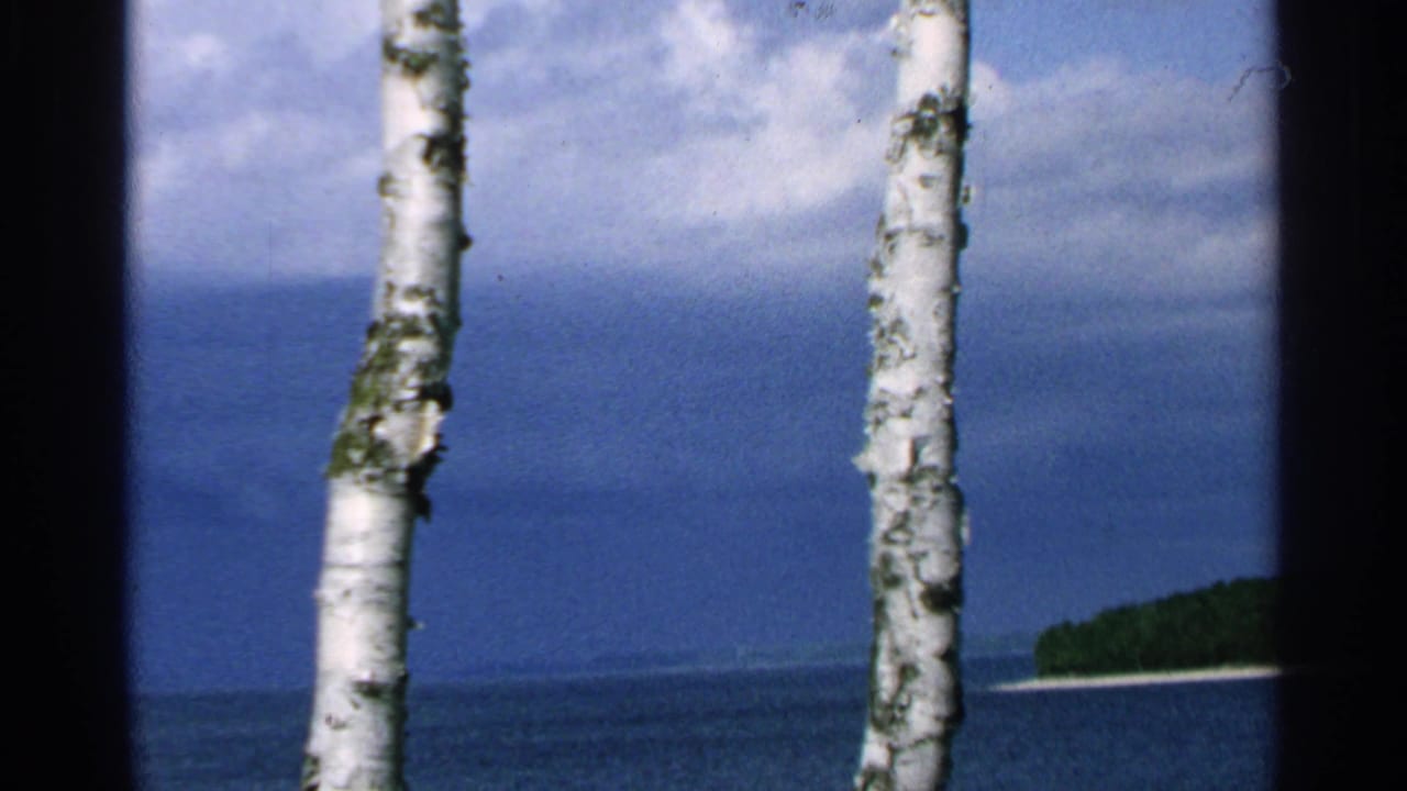 Two white birch trunks frame a blue lake and distant wooded shoreline.