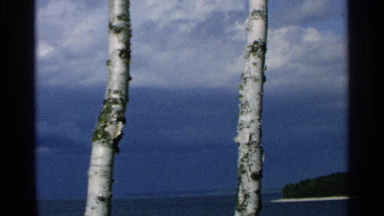 Two birch trunks stand before blue lake water and distant shoreline under a cloudy sky.