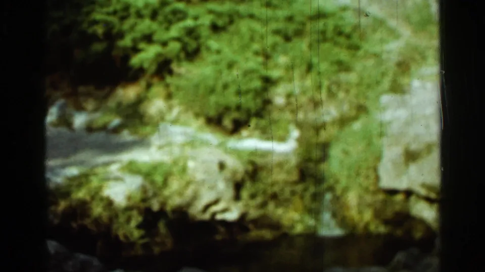 1965 Arkansas 8mm frame showing moss-covered rocks, leafy vegetation, and a pale path through an overgrown outdoor area.