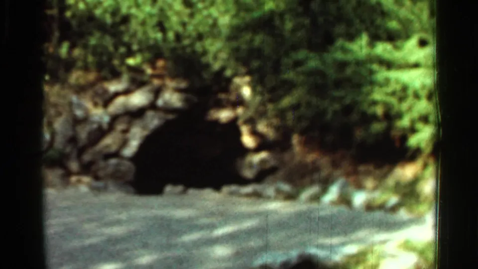 1965 Arkansas roadside frame with a dark stone archway or culvert, leafy overgrowth, and bright pavement in the foreground.
