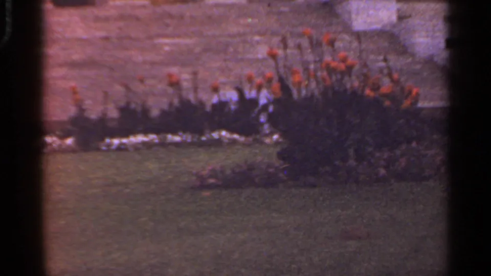 Close 1965 8mm view of a landscaped bed with orange flowers and lawn near a stone civic-building wall in Arkansas.