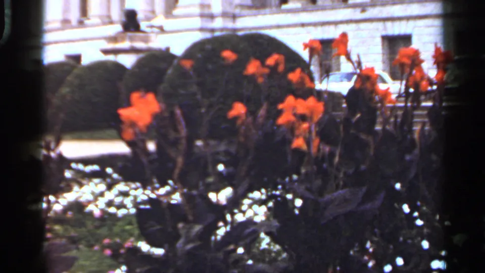 1965 Arkansas home-movie frame with orange poppies in the foreground, trimmed shrubs and white flowers behind, and civic-style stone architecture beyond.