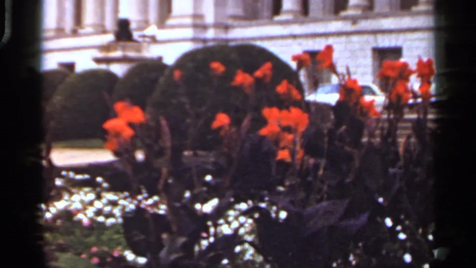 1965 Arkansas 8mm frame holding on orange poppies and dark foliage, with white flowers, clipped shrubs, and a stone building behind.