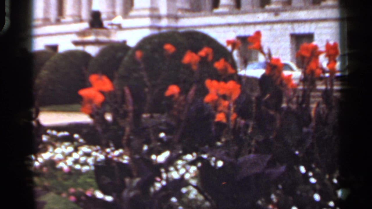 Close view of red-orange flowers and trimmed hedges in a 1965 Arkansas city garden, with a building facade behind them.