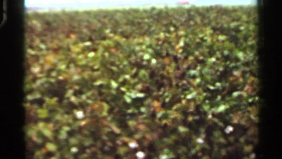 1965 Arkansas 8mm frame showing green farmland and a low horizon after the bridge crossing.