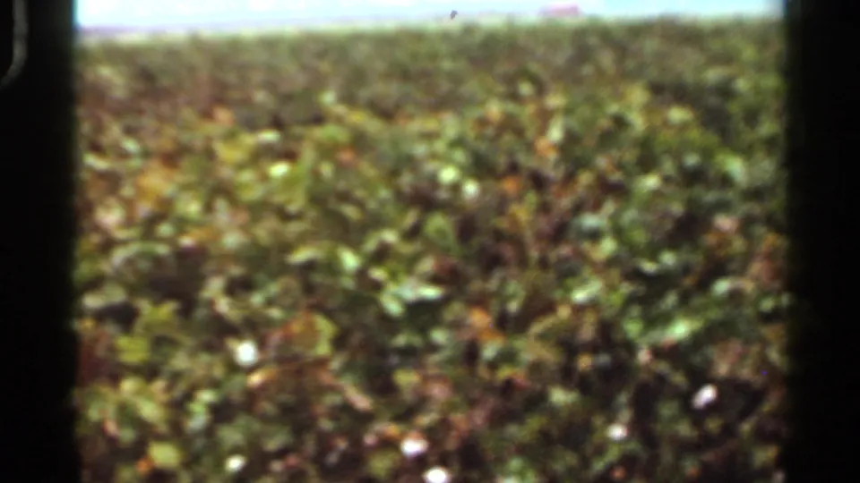 1965 Arkansas rural car-window view of green farmland with motion blur and 8mm grain.