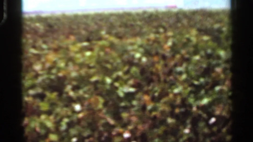 1965 Arkansas 8mm view of open green farmland under a bright sky, filmed from a moving vehicle.