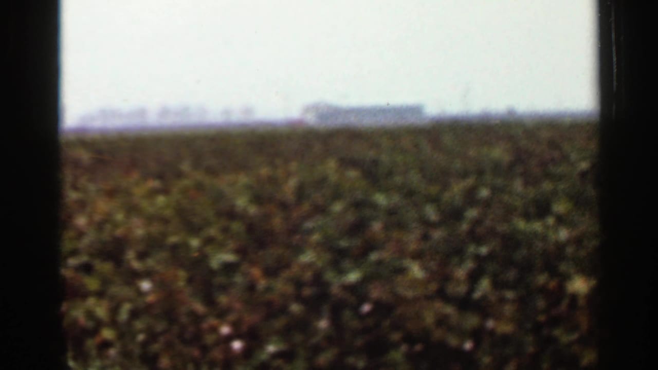 Dense field vegetation fills the foreground with faint structures and a pale horizon beyond.
