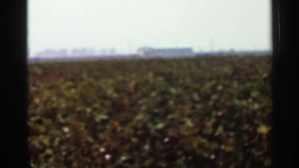 1965 Arkansas home-movie frame showing dense farmland vegetation, a washed pale sky, and blurred buildings across the horizon.