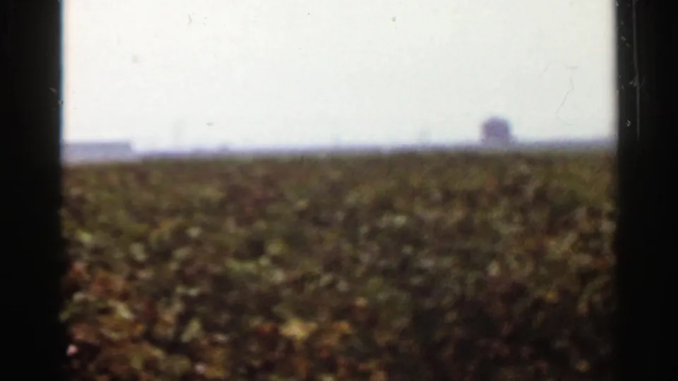 1965 Arkansas farmland frame with dense crops, pale sky, a faint low structure, and a rounded distant form near the horizon.