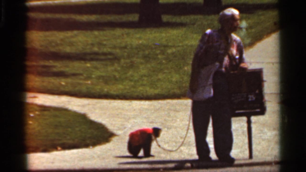 Man walks beside a crouching monkey on a leash near a sidewalk and grass.