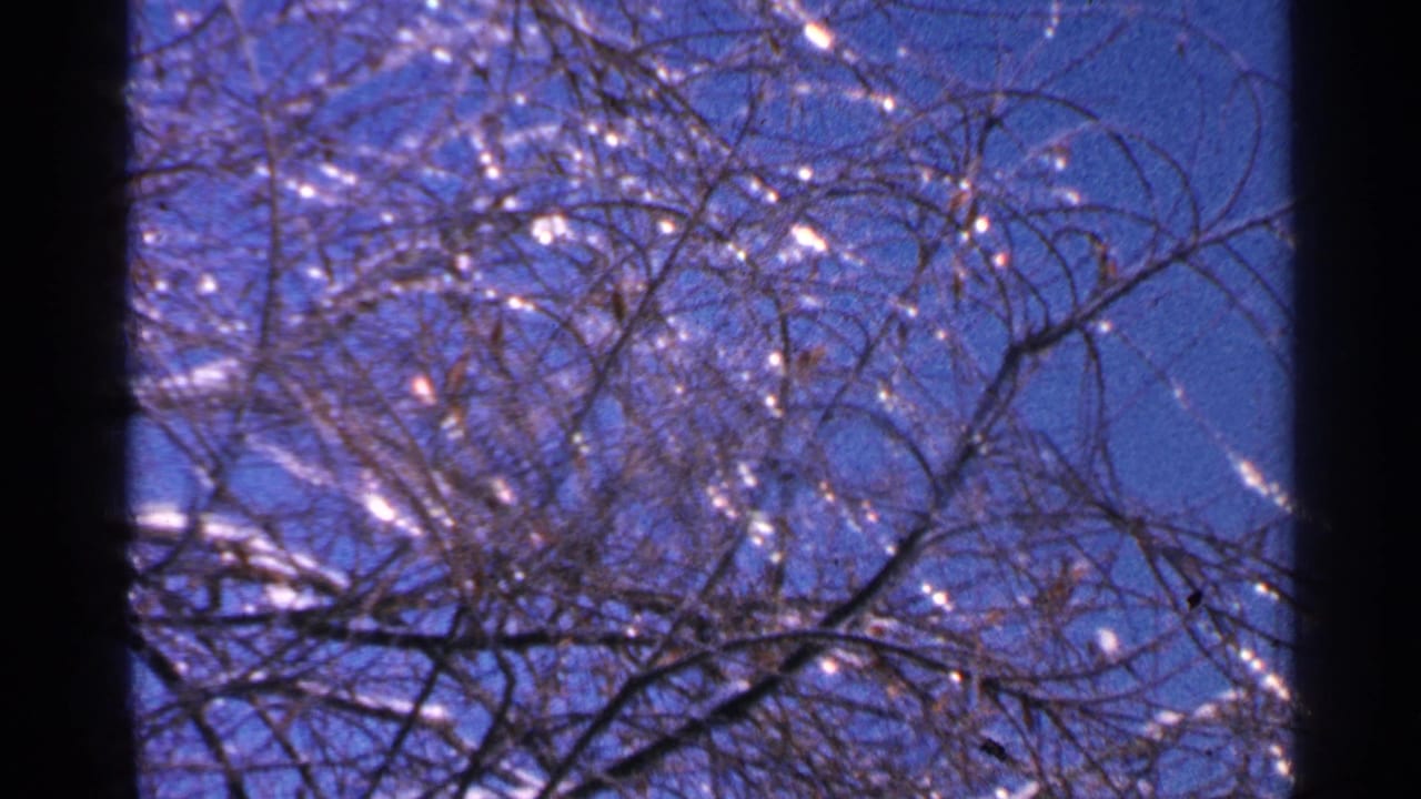 1965 Minnesota 8mm frame showing leafless branches coated in ice, viewed upward against a saturated blue winter sky.
