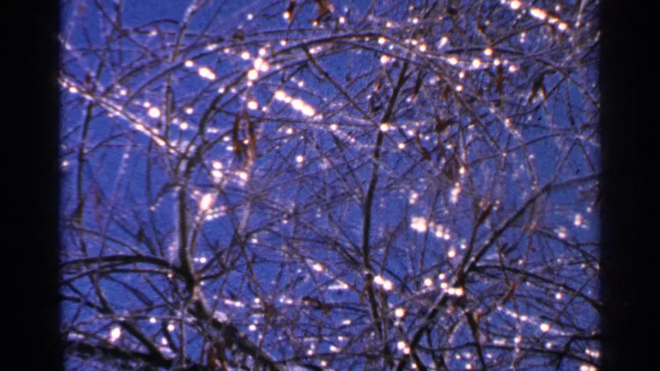 1965 Minnesota 8mm view of dense bare branches with a heavy ice coating and bright reflections in winter light.