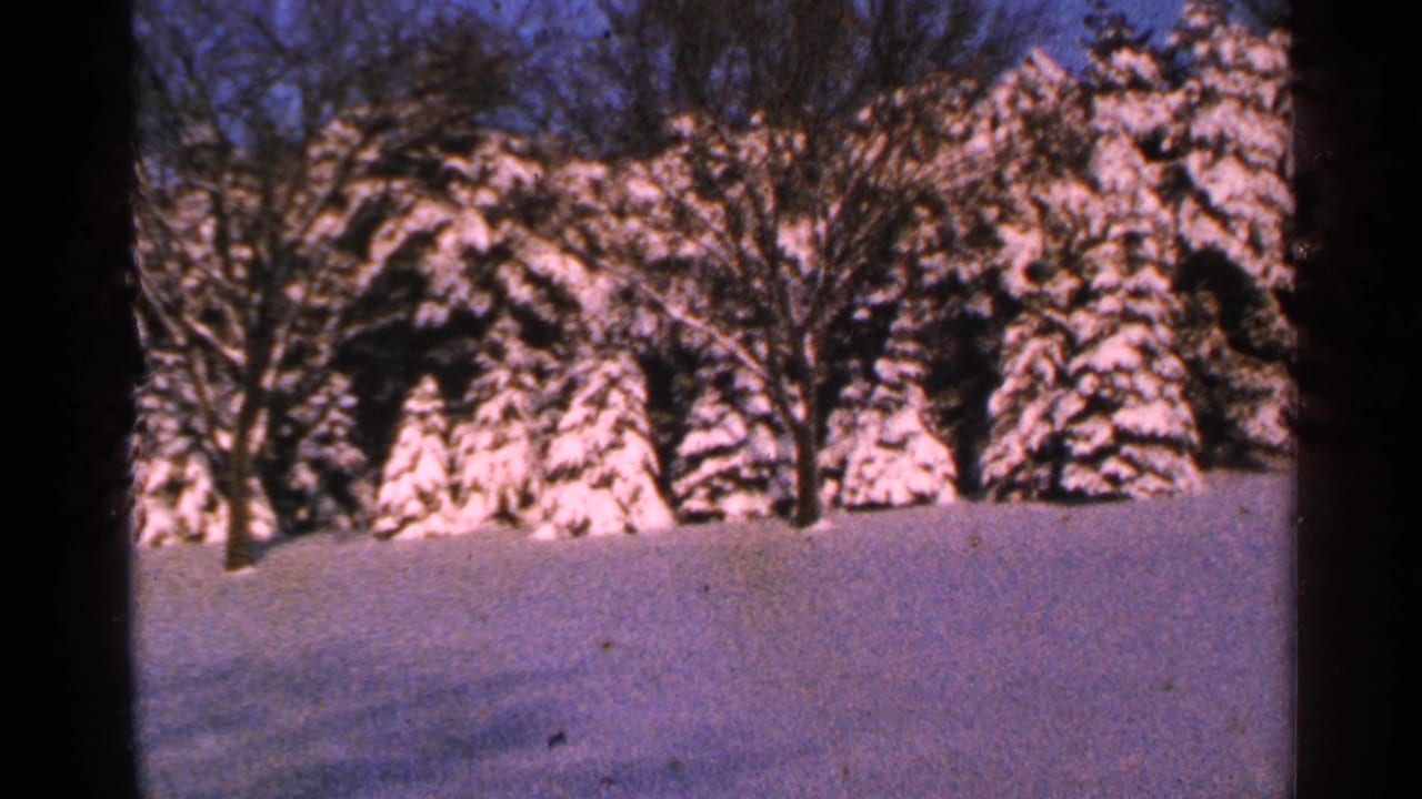 Snow-covered evergreen trees and bare branches behind a deep snowbank.