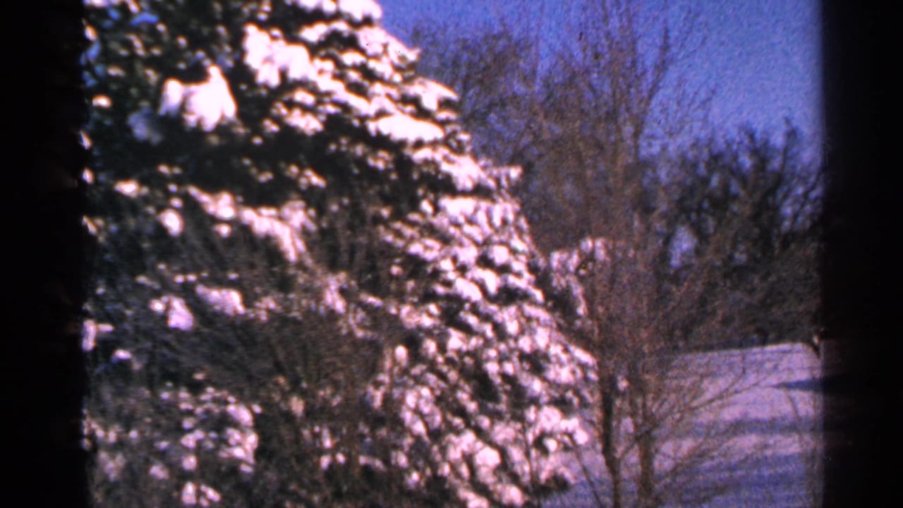 1965 Minnesota winter frame with snow-laden pine branches, bare trees, blue sky, and part of a residential roofline.
