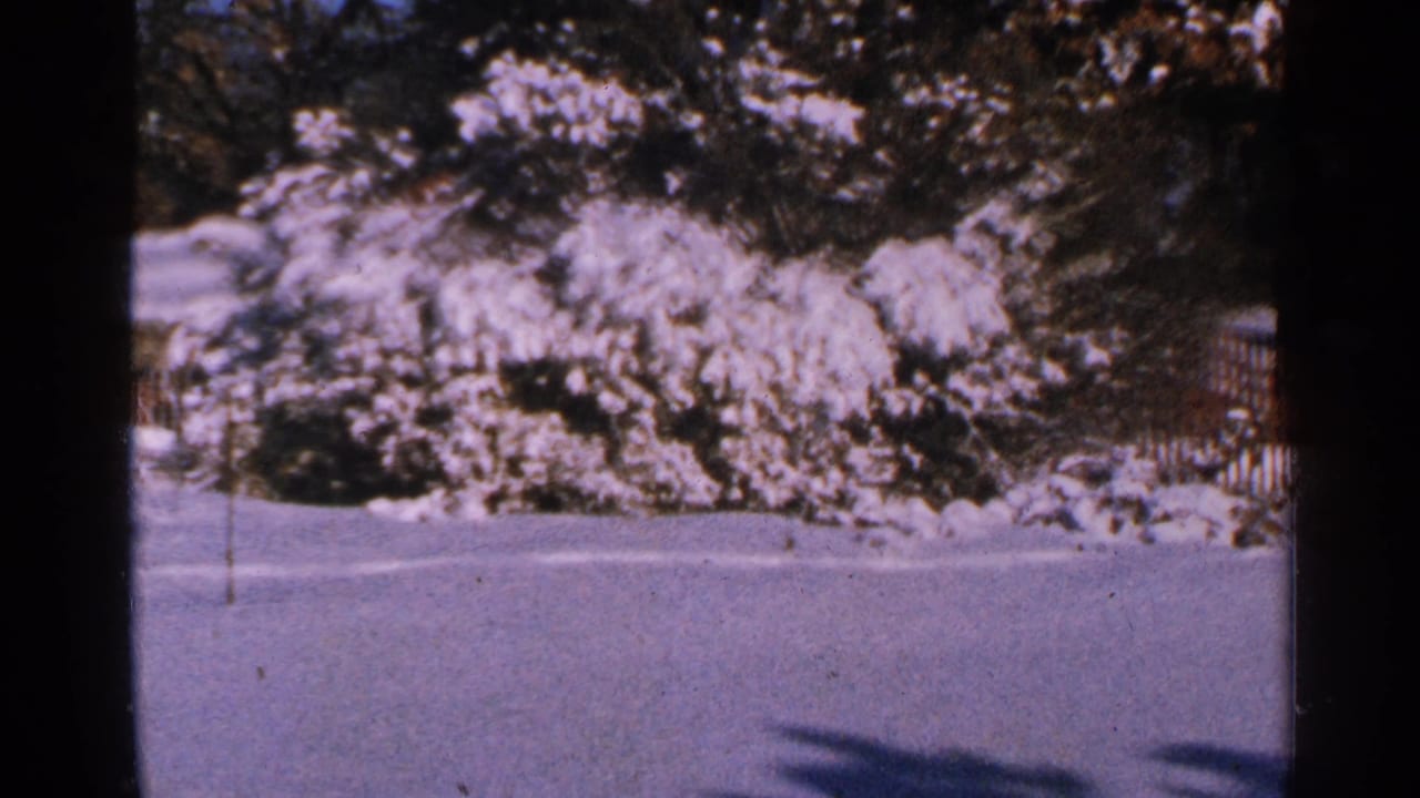 1965 Minnesota home-movie frame of a still snowy yard, with heavy snow on bushes and evergreen branches near a fence line.