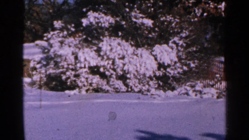 1965 Minnesota 8mm frame with a snow-blanketed yard, dense shrubs, evergreen foliage, and a faint fence behind the trees.