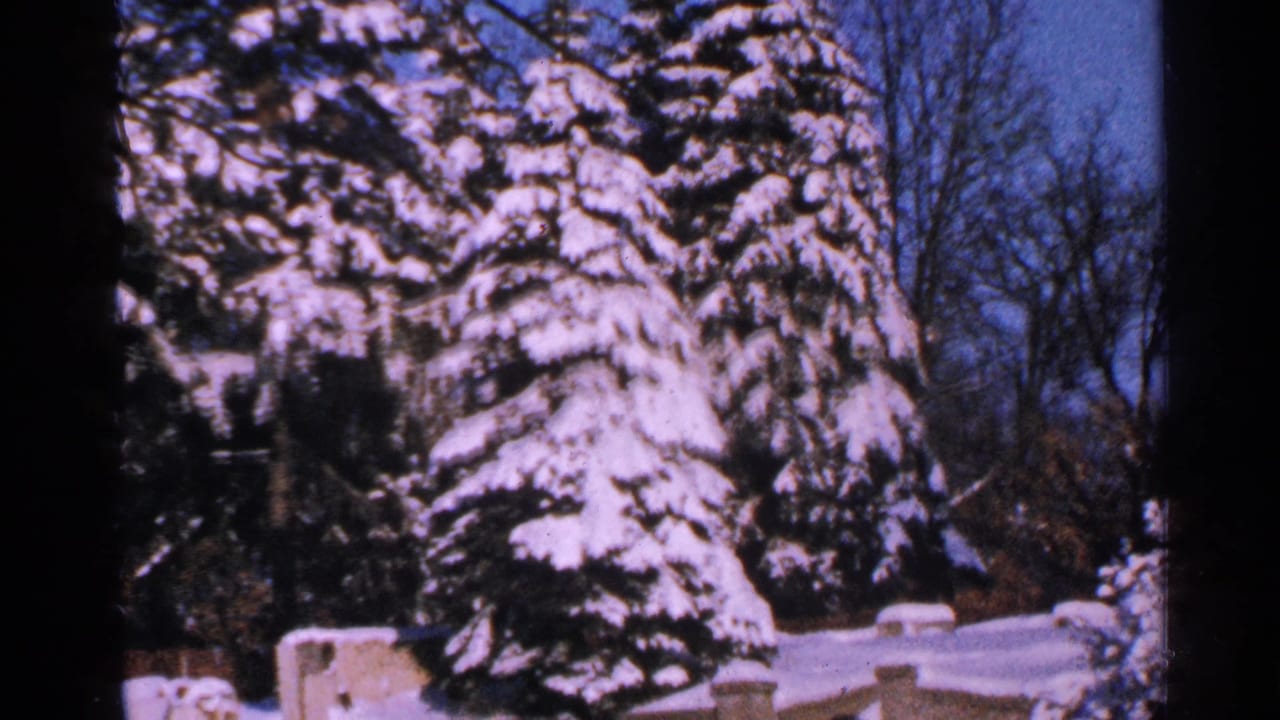 Snow-covered evergreen trees beside a low wall under a blue sky.