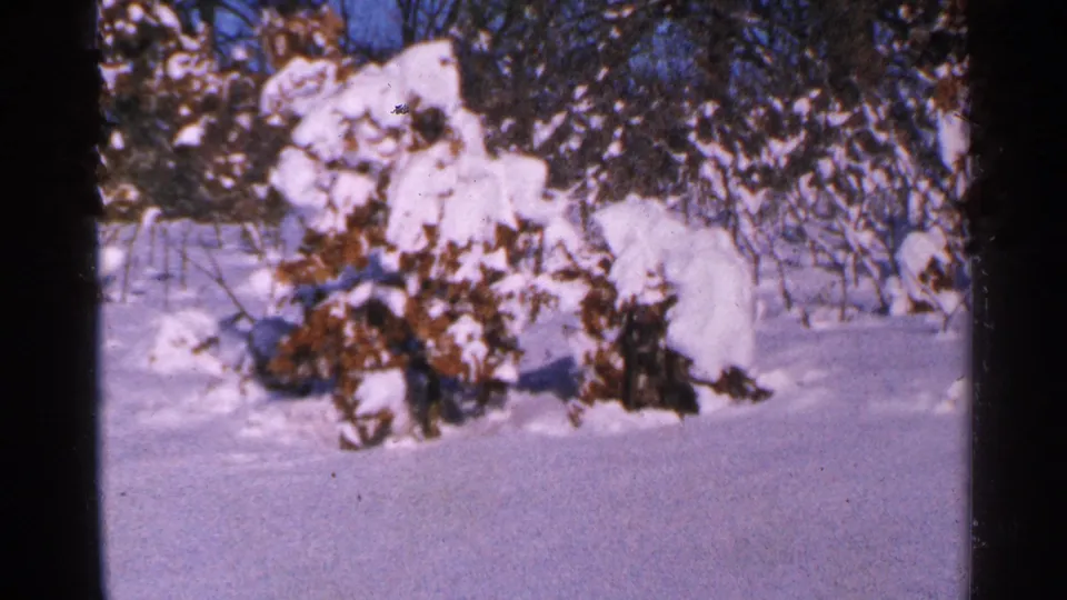 1965 Minnesota home-movie frame showing rounded snow-covered shrubs, nearby trees, and bright snow across the ground.