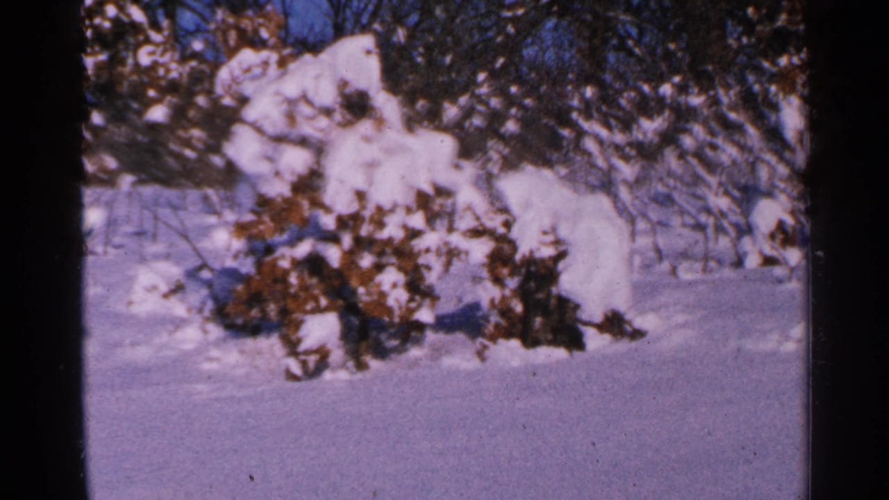Snow-covered bushes and bare trees in a bright winter landscape.