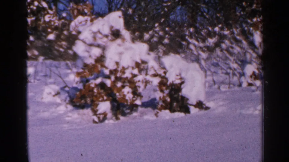 1965 Minnesota 8mm frame showing low bushes buried in snow beneath bare trees on a sunny winter day.