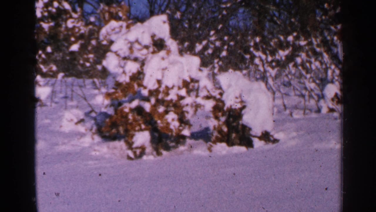 Snowy bushes in sunlight with bare trees and blue sky behind them.