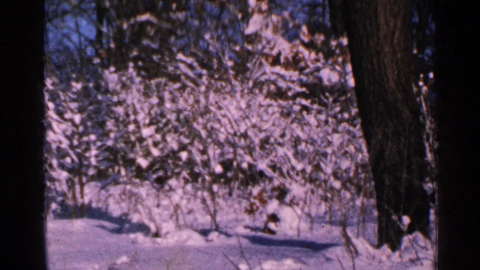 1965 Minnesota winter frame showing snow-coated brush, tree shadows, and a dark trunk at the right edge.
