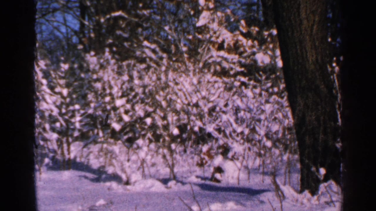 1965 Minnesota 8mm frame showing snow on trees, dark trunks, and a quiet wooded yard.