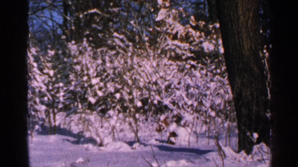 1965 Minnesota 8mm frame showing snow on trees, dark trunks, and a quiet wooded yard.