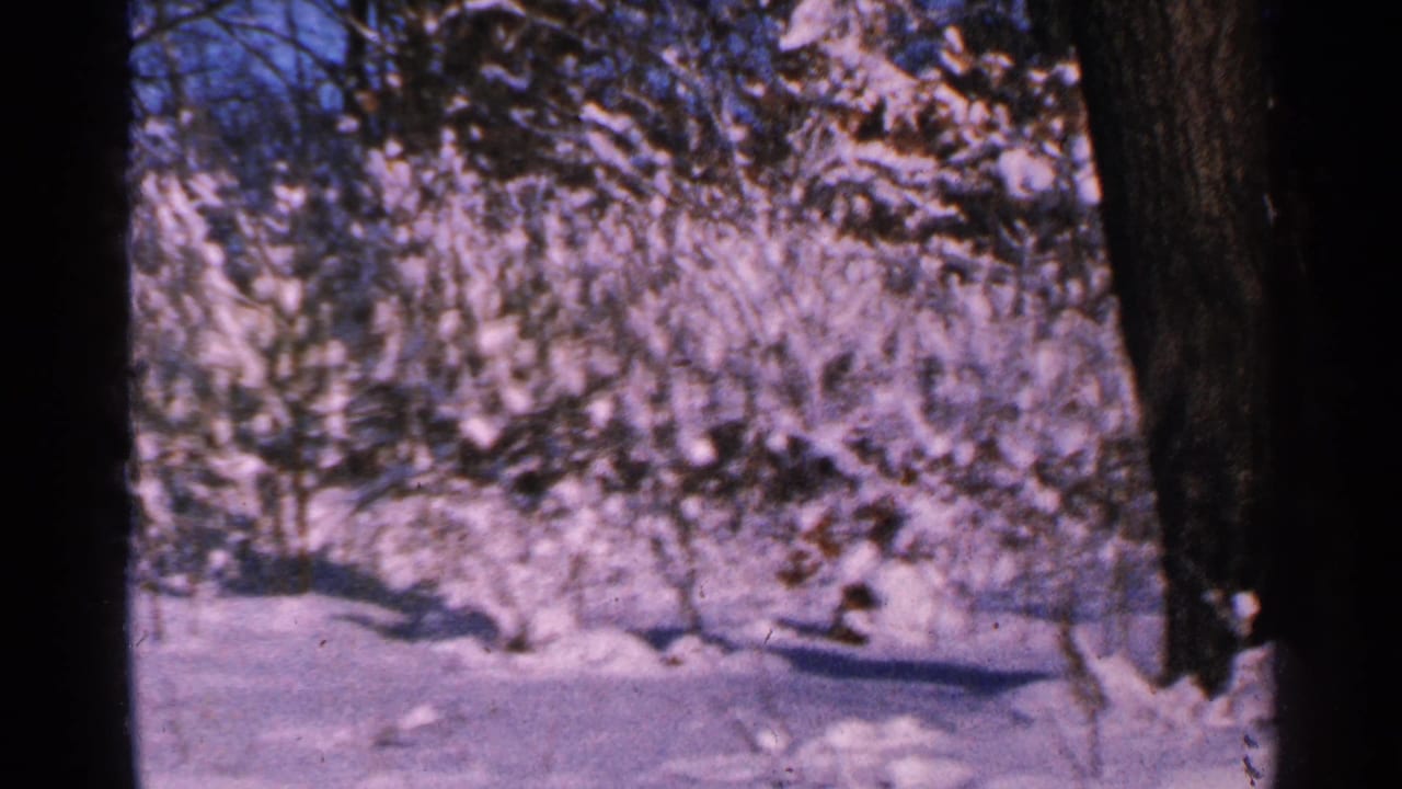 1965 Minnesota winter view of snow-covered brush and trees, framed by dark trunks on 8mm film.