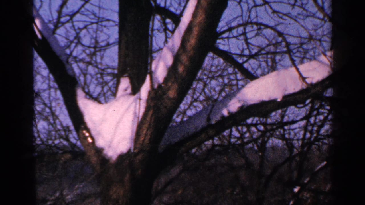 1965 Minnesota 8mm frame showing snow gathered in the fork of a leafless tree against a pale blue sky.