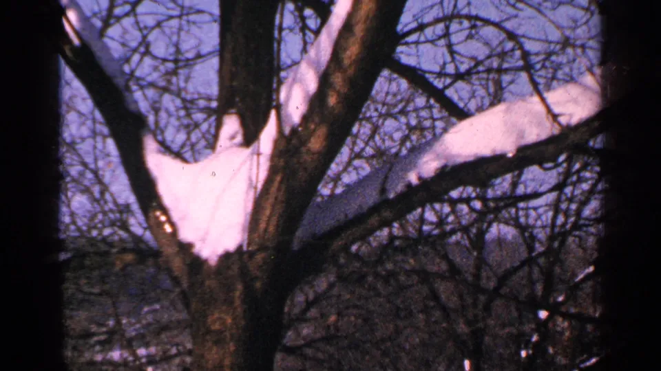 1965 Minnesota 8mm still of a leafless tree with bright snow gathered on branches and darker winter growth behind it.