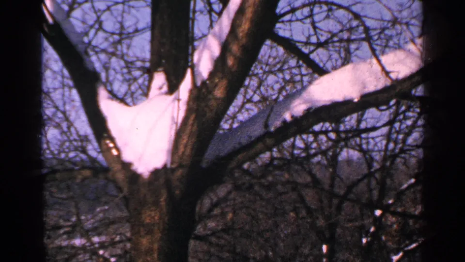 Final 1965 Minnesota frame showing snow draped over a bare branch, with dark limbs silhouetted against winter sky.