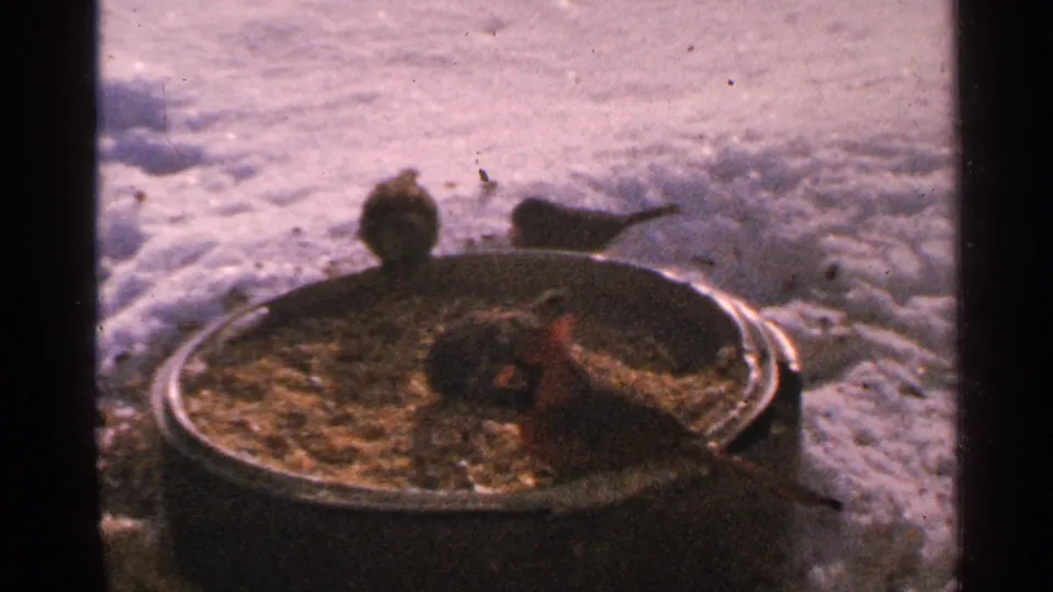 Minnesota 1965 home-movie frame with small birds, including a reddish bird, feeding at a round metal feeder in snow.