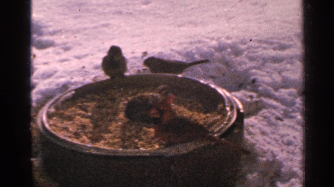 Birds feeding from a seed-filled barrel on snowy ground.