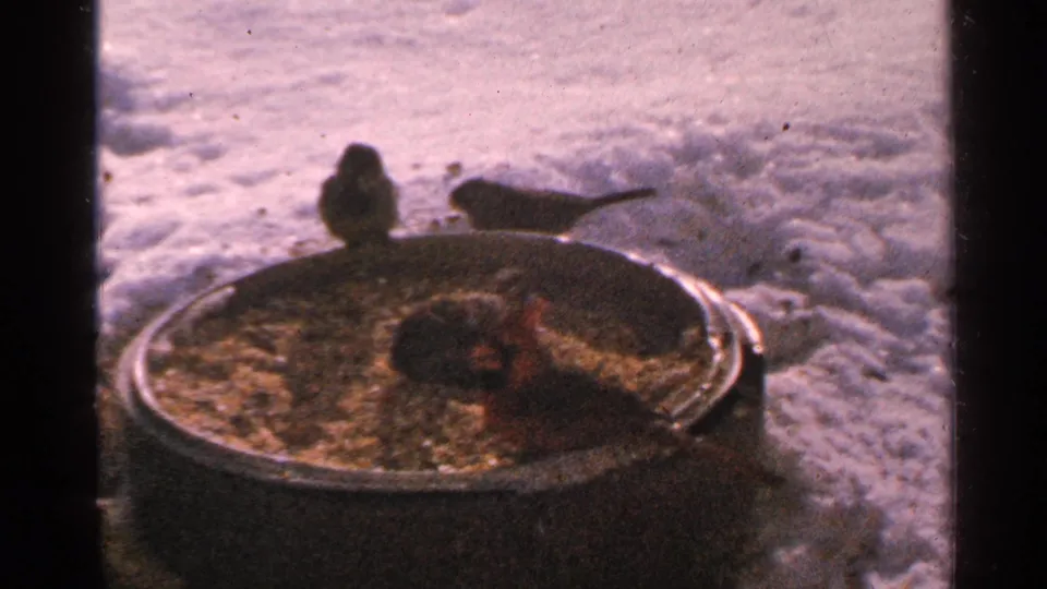 1965 Minnesota 8mm frame showing a red cardinal and small dark birds around a brown seed barrel in snow.