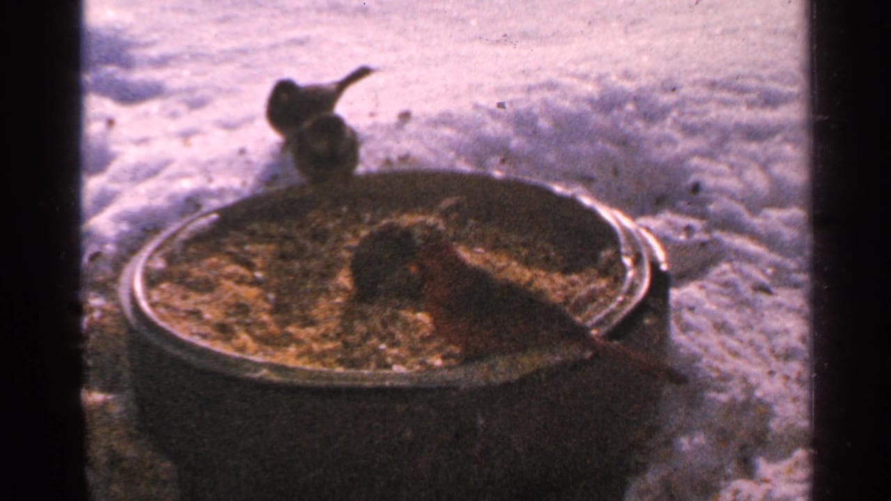 Cardinal and small dark birds feed around a brown barrel of seed in snowy Minnesota home-movie footage from 1965.