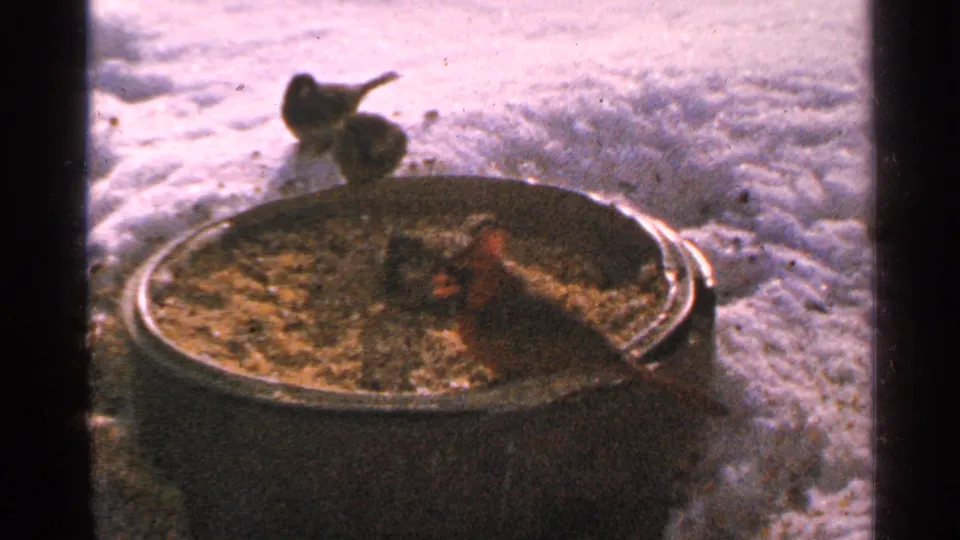 A cardinal and small birds continue feeding at a brown metal seed barrel in a snowy 1965 Minnesota scene.