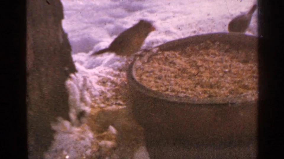 A small bird stands in snow near a tree trunk and brown seed barrel in 1965 Minnesota home-movie footage.
