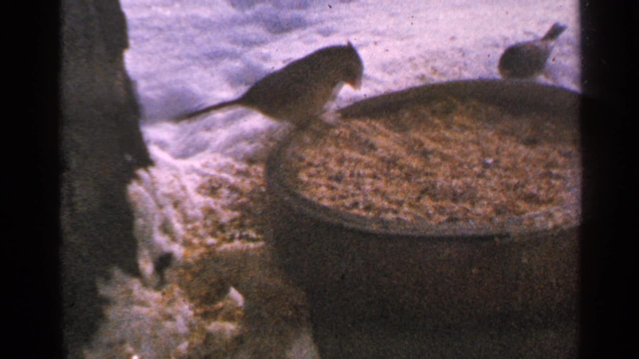 Two birds near a round seed feeder on snow, with dark framing at the edges.